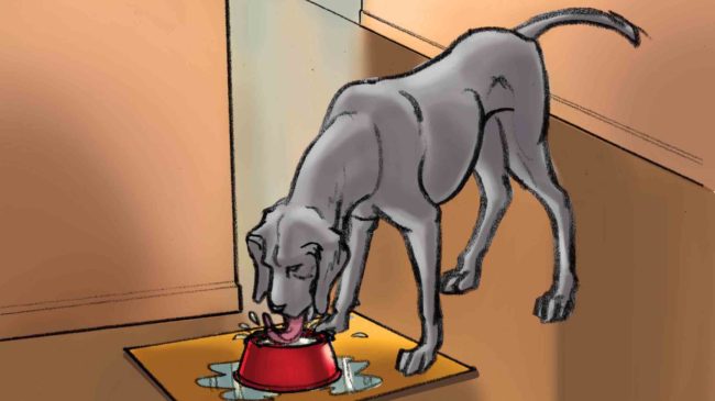 Color storyboard featuring great dane dog and young woman owner, dog drinking out of bowl