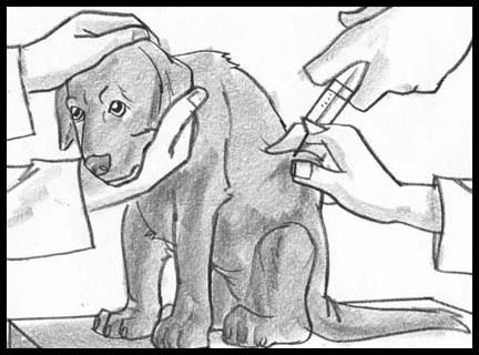 Black and white storyboard frames showing pets, in this case a chocolate labrador puppy getting shots